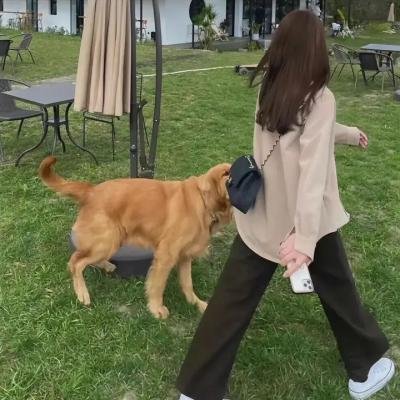 行运舞狮队